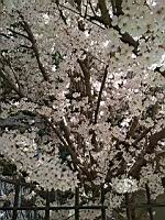 Cerisier du Japon, en fleurs (Lyon, 2019-03) (9)